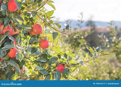 Le Mele Rosse Mature Sull Albero In Frutteto Con La Valle Di Okanagan