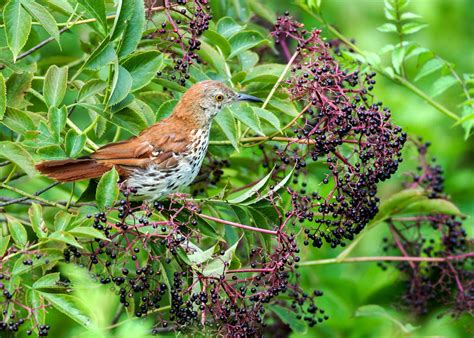 Georgia Grows Native For Birds Month Returns This September Birds Georgia