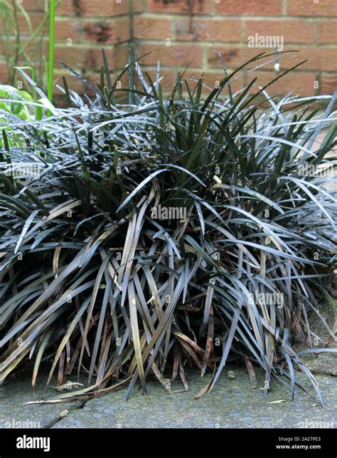 Ophiopogon Planiscapus Nigrescens Black Mondo Grass Or Black Lilyturf