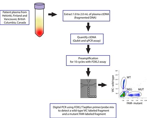 Foxl2 402c G Mutation Can Be Identified In The Circulating Tumor Dna Of