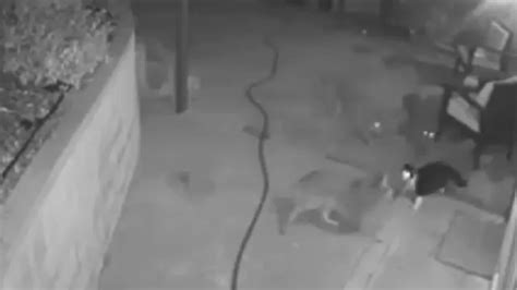 Gato Héroe Se Enfrentó A Tres Coyotes Que Amenazaban Su Hogar Infobae