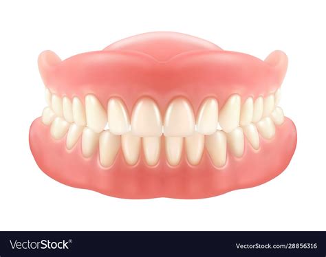 Dental jaw or dentures false teeth with incisors Vector Image