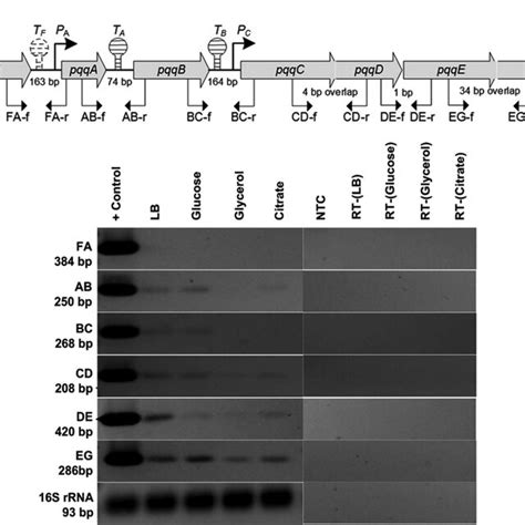 Gdh Enzyme Activity And Pqq Production Of P Putida Kt2440 Grown On