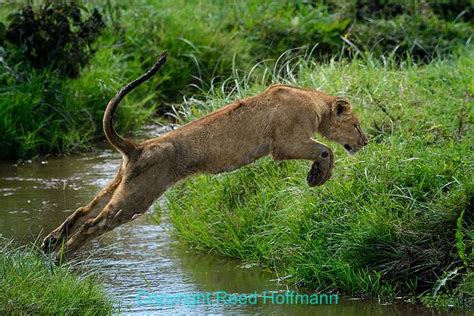 2018 African Safari Photography Workshop - Reed Hoffmann