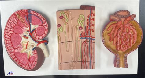 Lab Ex 11 Kidney Nephron Corpuscle Model Diagram Quizlet