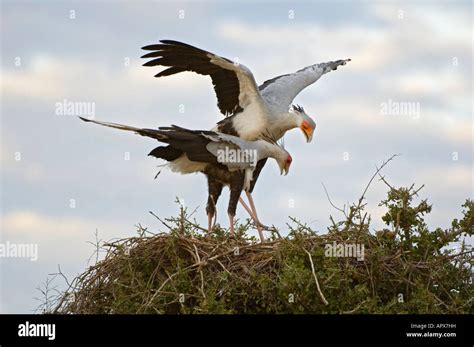 Secretary bird on nest hi-res stock photography and images - Alamy