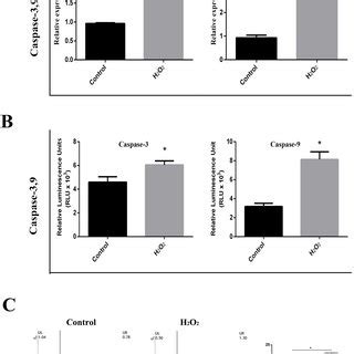 Activity Of Caspase And Caspase Induced By H O In Def Cells