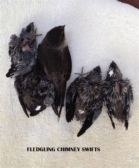 Helping to Re-Nest Chimney Swifts - Wildlife Rescue League