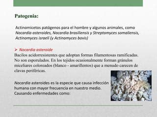 Actinomicetos Caracteristicas y aplicación biotecnologica PPT