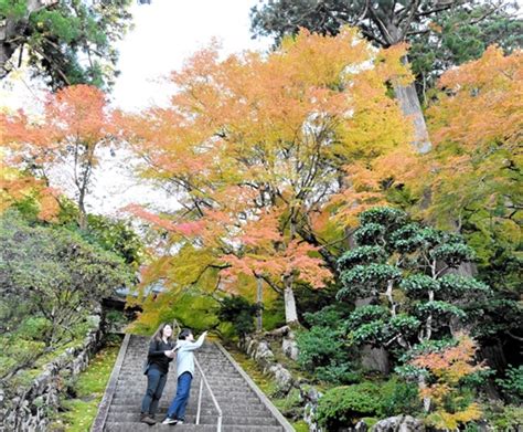 紅葉の錦、小浜彩る 萬徳寺に「トンネル」ヤマモミジ100本／常高寺コントラスト、庭園でコケと競演 Fukui若狭oneweb 福井「若狭路