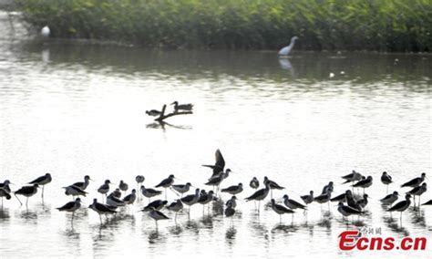 Nansha Wetland Park A Paradise Of Birds Global Times