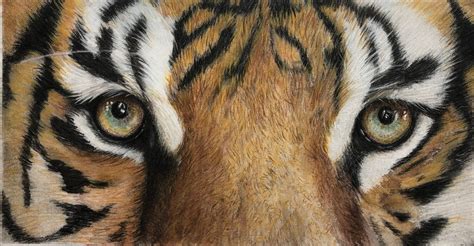 Tiger Eyes Watercolor Drawing Giclee Print, Realistic, Big Cat, Home ...