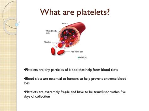 Ppt Giving Platelets Powerpoint Presentation Free Download Id2025781