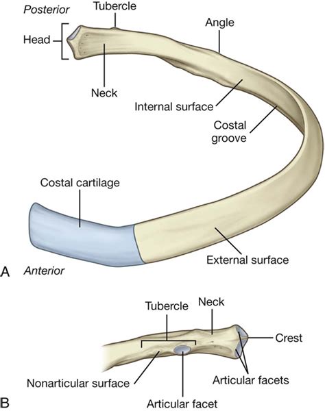 Ribs Anatomytypesossification And Clinical Significance How To Relief