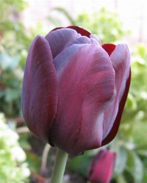 Tulip Queen of Night bulbs