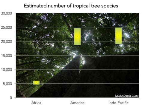 How Many Tree Species Are Found In The World S Rainforests