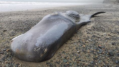 Body Of Sperm Whale Washes Up On Gwynedd Beach After Several Uk Incidents Uk News Sky News