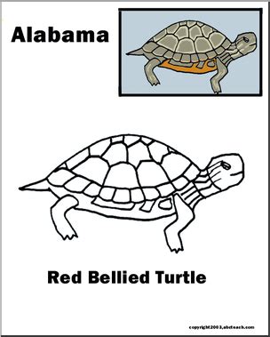 Alabama: State Reptile – Red Bellied Turtle – Abcteach