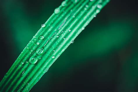 macro water droplets on leaves love the environment 4732092 Stock Photo ...