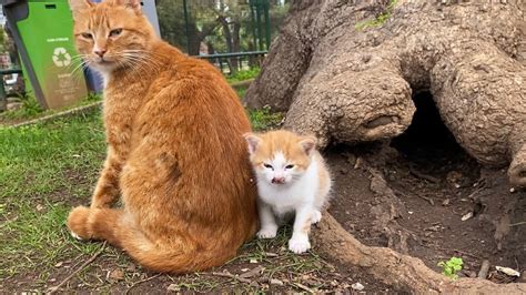 Cute Mother Cat And Cute Kitten Mother Cat Protects Her Kitten