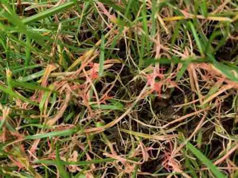 Fungus On Grass How To Treat It Properly Perfect Lawn Care