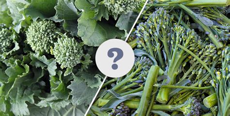 Broccoli Rabe vs. Broccolini: What's the Difference? | Broccoli rabe ...