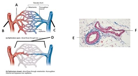 Honors Anatomy Chapter 19 Artery Vein Capillary Bed Diagram