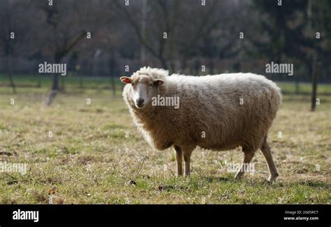 White Sheep Standing On Meadow Stock Photo Alamy