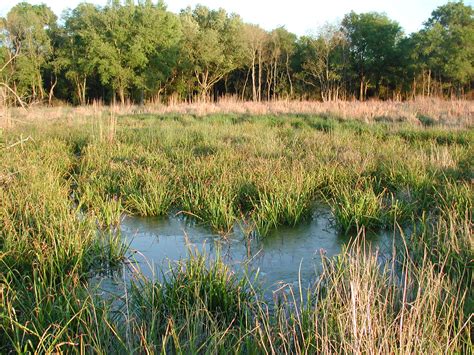 Review Developers Failing To Follow Wetlands Mandate