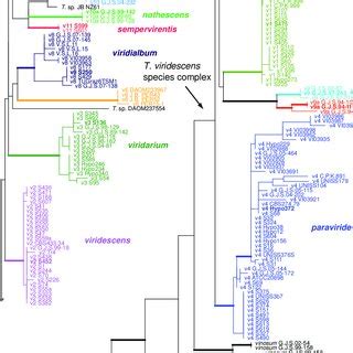 Phylogram Of The Best Maximum Likelihood Tree LnL 9486 946