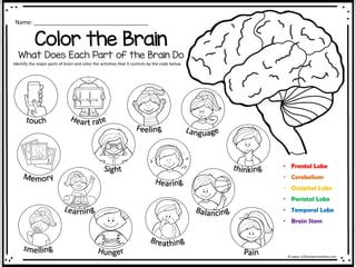 brain worksheets.pdf - Worksheets Library