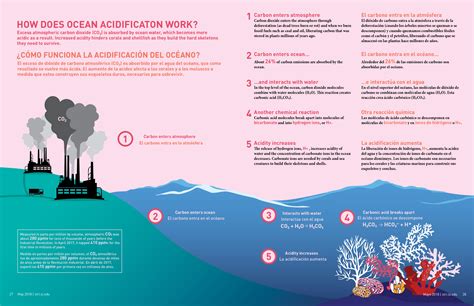 ocean_acidification_graphic.jpg | Smithsonian Tropical Research Institute