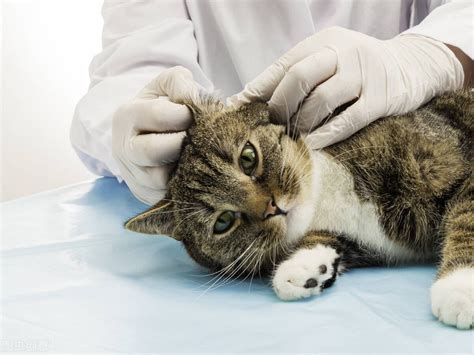 Cats Wonder Can Cat Ear Mites Use Hydrogen Peroxide Laitimes