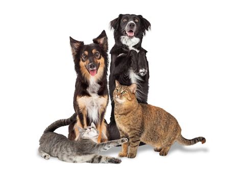 Premium Photo | Playful pet cats and dogs together isolated