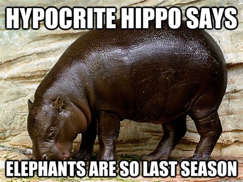 Hypocrite Hippo Memes Quickmeme