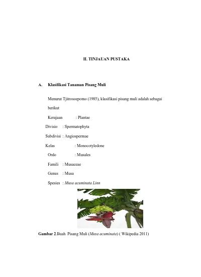 Ii Tinjauan Pustaka Menurut Tjitrosoepomo Klasifikasi Pisang