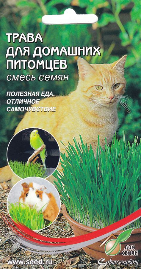 Пряные травы, Однолетние декоративные травы Дом Семян Трава для кошек ...