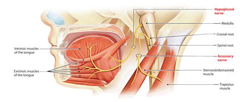 Hypoglossal Nerve Earth S Lab