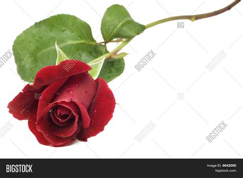 Red Long Stem Rose Image And Photo Free Trial Bigstock