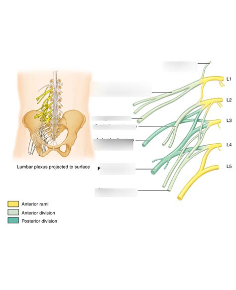 Lumbar Nerves Diagram Quizlet