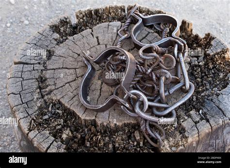 Photos Of Old Shackles Attached To The Chain To The Log Stock Photo Alamy