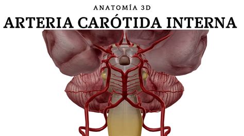 Arteria Car Tida Interna Youtube