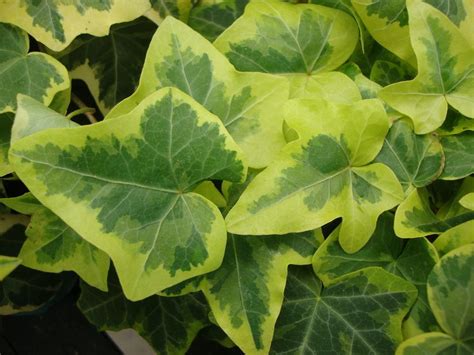 Photo Of The Leaves Of English Ivy Hedera Helix Gold Child Posted