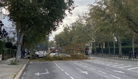 Cae Una Enorme Rama En La Borbolla Frente Al Cuartel De