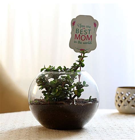 Mom S Special Jade Plant Terrarium Bakings