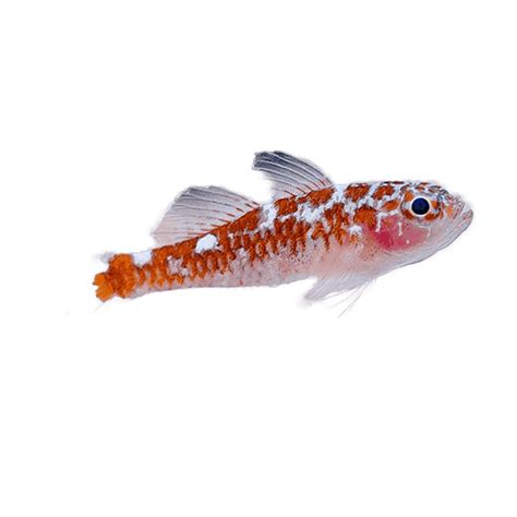 Biota Captive Bred White Spotted Dwarf Goby Aquatic Sealife Store