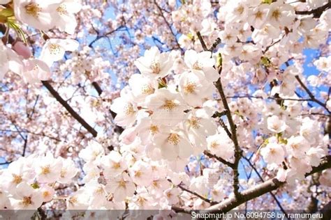 青空に映える満開の桜の写真・画像素材 6094758 Snapmart（スナップマート）