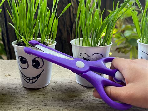 Grow Your Own Grass Hair Salon For Toddlers Raising Veggie Lovers