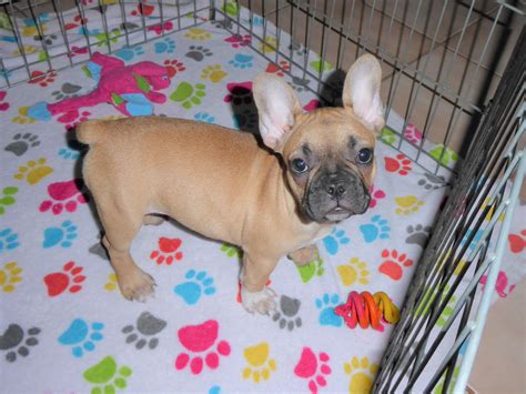 Ginger Female French Bulldog Buy Puppies In Tucson With The Paw Palace