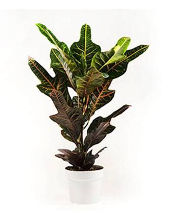 Kroton Codiaeum Variegatum Cm Potte Potte Indoor Plants Plants